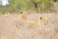 Wild lions lying down in the bush , Kruger, South Africa