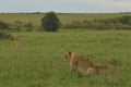 Wild lions rest in the African savannah. Royalty Free Stock Photo