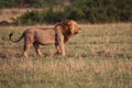 Wild lions in the Steppe of Africa Uganda