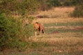 Wild lions in the Steppe of Africa Uganda