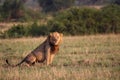 Wild lions in the Steppe of Africa Uganda