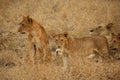 Wild lions in Tanzania