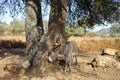 Wild litle Donkey in Sardinia, Baunei Royalty Free Stock Photo