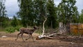 wild little baby reindeer finnland lapland Royalty Free Stock Photo