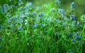 Wild little blue flowers in green grass