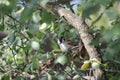 Sparrow on tree