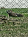 Wild little furry friend, the woodchuck Royalty Free Stock Photo