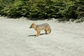 a wild little grey and red fox walking and looking at