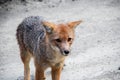 a wild little grey and red fox walking and looking at