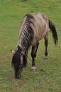 Wild Little Horse Royalty Free Stock Photo