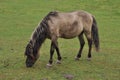 Wild Little Horse Royalty Free Stock Photo