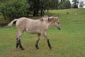 Wild Little Horse Royalty Free Stock Photo