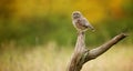 Wild little owl