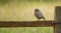 Wild little owl