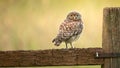 Wild little owl
