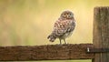 Wild little owl Royalty Free Stock Photo