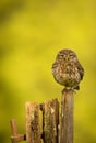 Wild little owl Royalty Free Stock Photo