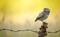 Wild little owl