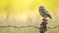 Wild little owl Royalty Free Stock Photo