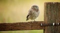 Wild little owlet Royalty Free Stock Photo