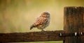 Wild little owlet Royalty Free Stock Photo