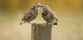 Wild little owls kissing