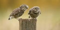 Wild little owls Royalty Free Stock Photo