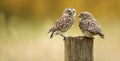 Wild little owls Royalty Free Stock Photo