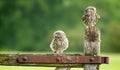 Wild little owls Royalty Free Stock Photo