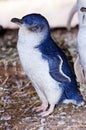 Wild little penguin