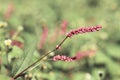 Wild little pink flowers in autumn on green background Royalty Free Stock Photo