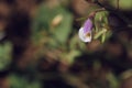 Wild little purple flower in autumn Royalty Free Stock Photo