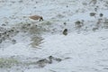 Little Ringed Plover on a mudflat