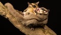 Wild little sugar gliders kissing Royalty Free Stock Photo