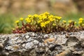 Wild little yellow flower on stones Royalty Free Stock Photo