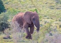 Wild living african Elephants at Addo Elephant Park in South Africa Royalty Free Stock Photo