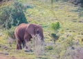 Wild living african Elephants at Addo Elephant Park in South Africa Royalty Free Stock Photo