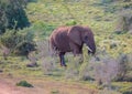 Wild living african Elephants at Addo Elephant Park in South Africa Royalty Free Stock Photo