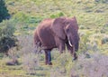 Wild living african Elephants at Addo Elephant Park in South Africa Royalty Free Stock Photo