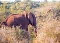 Wild living african Elephants at Addo Elephant Park in South Africa Royalty Free Stock Photo