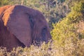 Wild living african Elephants at Addo Elephant Park in South Africa Royalty Free Stock Photo