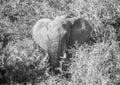 Wild living african Elephants at Addo Elephant Park in South Africa Royalty Free Stock Photo