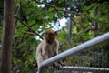 Wild living barbary macaque in Gibraltar