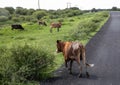 Wild living cow crossing a street in west Botswana