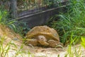 Wild living domestic African spurred tortoise Centrochelys sulcata