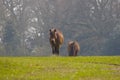 Wild living Exmoor Ponies in South England