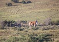 Wild living Eland at Addo Elephant Park in South Africa