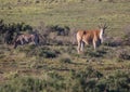 Wild living Eland at Addo Elephant Park in South Africa