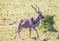 Wild living Greater kudu at Addo Elephant Park in South Africa