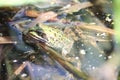Wild living frog in a water